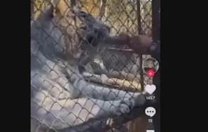 пони отхапа пръстите жена посетители зоопарка хранят тигри пилешки бутчета