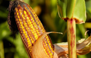 планира смекчаване правилата генетично модифицираните храни