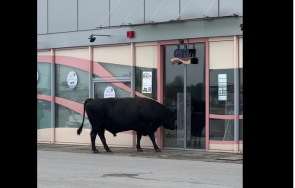 бик опита напазарува магазин софия видео