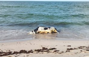 трети труп крава изплува плажа черноморец вероятно нова каховка