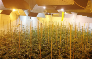 разкриха лаборатория канабис село добровница