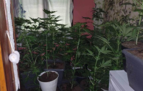 спецакция разкриха мини наркооранжерия пернишко