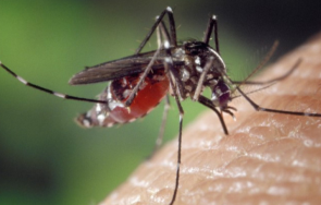 протест свръхпопулацията комарите плевенско