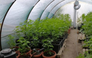 акция разкриха две големи оранжерии канабис шумен снимки