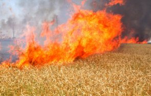 огнен стотици декари неожъната пшеница изгоряха димитровградско село