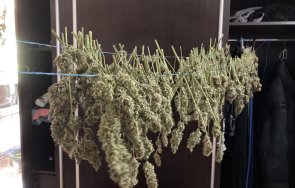 акция разкриха две големи оранжерии канабис шумен снимки