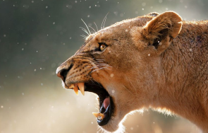 лъвица бороди свобода берлин