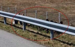 нелегални мигранти изпълзяха нищото градусовата жега тракия