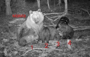 феномен кафява мечка роди малки родопите