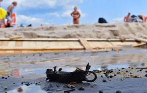 умрели плъхове плажа варна каква причината отблъскващата гледка