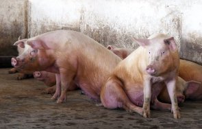 африканска чума свинете тръгна монтанските села