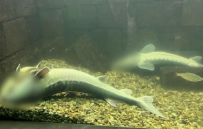 токов удар свари всички есетрови риби русенския екомузей