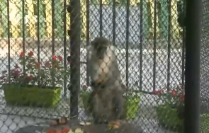 маймуните зоопарка варна получиха ледени близалки