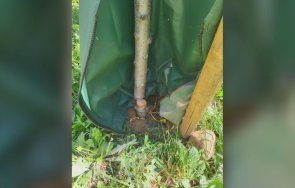 вандали отразяха новозасадени дървета софия