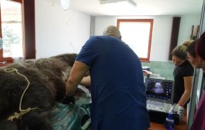 медици прегледаха мечките боби чарли парка белица