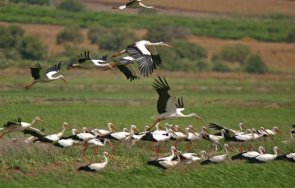 есента близо щъркелите отлитат