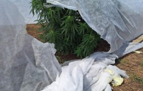 задържаха плантатор 315 растения вида конопа снимки