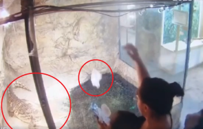 абсурд пловдив жена храни крокодил мокри кърпички