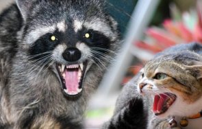 пияни еноти ядат домашни любимци берлин