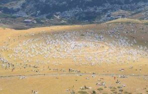 бялото братство разкърши паневритмия