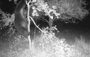 заснеха видео мечката плаши хората габровско