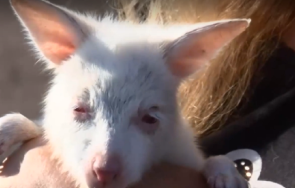 бейби бум зоопарка бургас роди бяло кенгуру