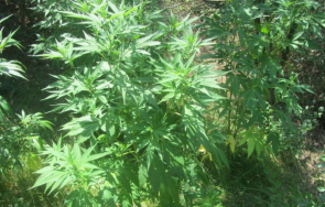 спецакция бургас задържаха четирима души притежание разпространение наркотици