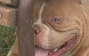 мъж намери куче своге изгубено софия отказа 1000 награда