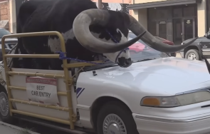 полицията спря кола откри бик пътническата седалка видео