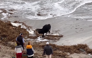 добра новина спасиха крава бурното море къмпинг гардения видео