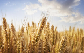 полша удължава забраната внос украинско зърно