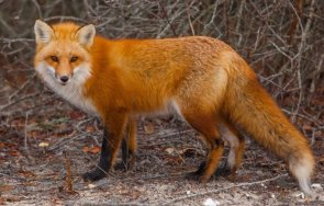 нашествие лисици монтанско село