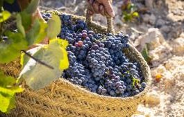 хванаха млад мъж откраднал половин тон грозде хасковско