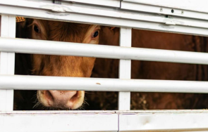 установиха незаконен превоз животни кърджалийско