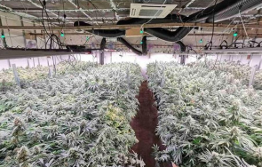 разбиха високотехнологична наркооранжерия провадия