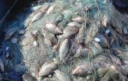 захранват зоопарка бургас 550 риба конфискувана бракониерски мрежи