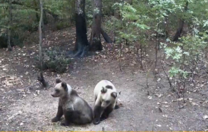 мечка малки мечета разходи пловдивско село