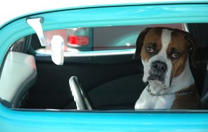 полицията словакия залови куче волана  снимка