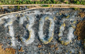 пожар унищожи емблематична борова гора бяла