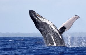 мъж загина кит удари лодка австралия видео