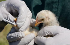 франция ваксинира милиони патици птичи грип