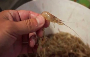 русенски рибари уловиха скариди водите дунав