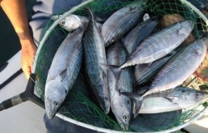 случва родното черноморие рибарите ликуват