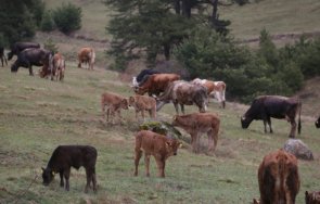 огнище бруцелоза ферма кирковско животни умъртвени