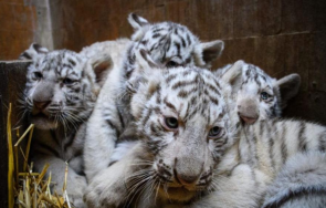 четири бели тигръчета родиха варненския зоопарк
