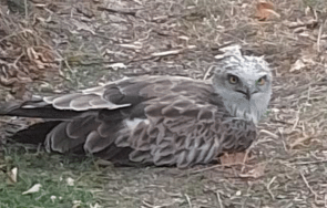 октриха прострелян орел безпомощно състояние плевен