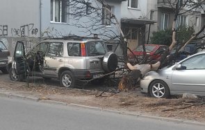 опасен инцидент дърво падна две коли пловдив