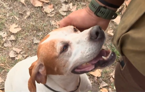 шампиони красавицата пандора стопанинът спечелиха световното лов