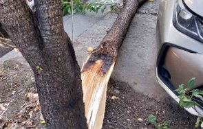случаите паднали дървета клони пловдив пострадали