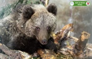 две малки мечета новите обитатели парка белица седем мечките заспаха зимен сън